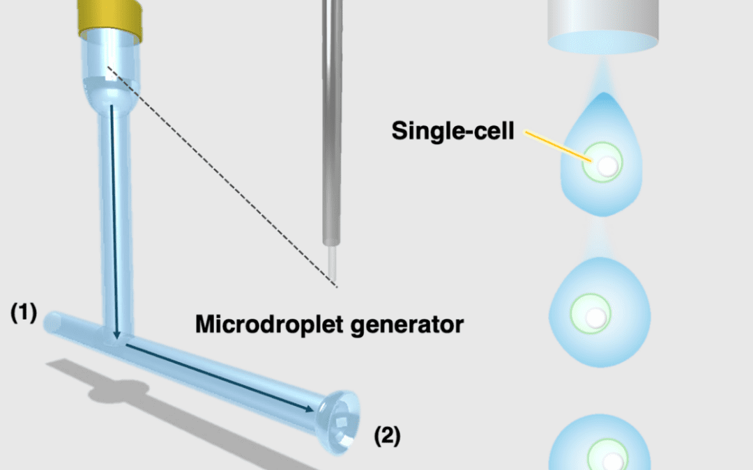 Einzelzell-Elementaranalyse mittels induktiv gekoppelter Plasma-Massenspektrometrie (ICP-MS)