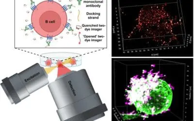 Forschende visualisieren Immuntherapie gegen Krebs
