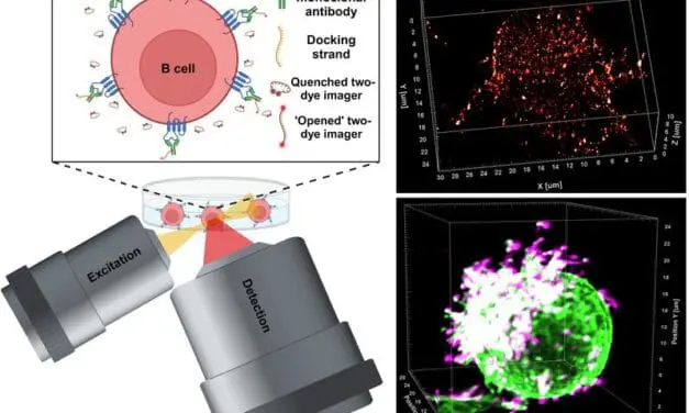 Forschende visualisieren Immuntherapie gegen Krebs