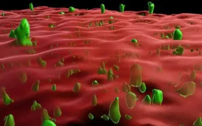 Alzheimer, Parkinson, Prionenerkrankungen: Membranverankerung verhindert Protein-Verklumpung