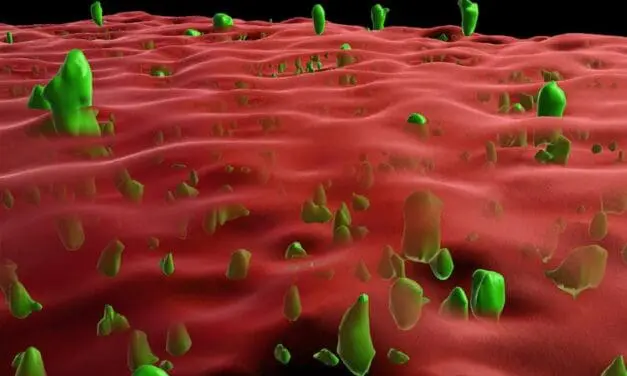 Alzheimer, Parkinson, Prionenerkrankungen: Membranverankerung verhindert Protein-Verklumpung