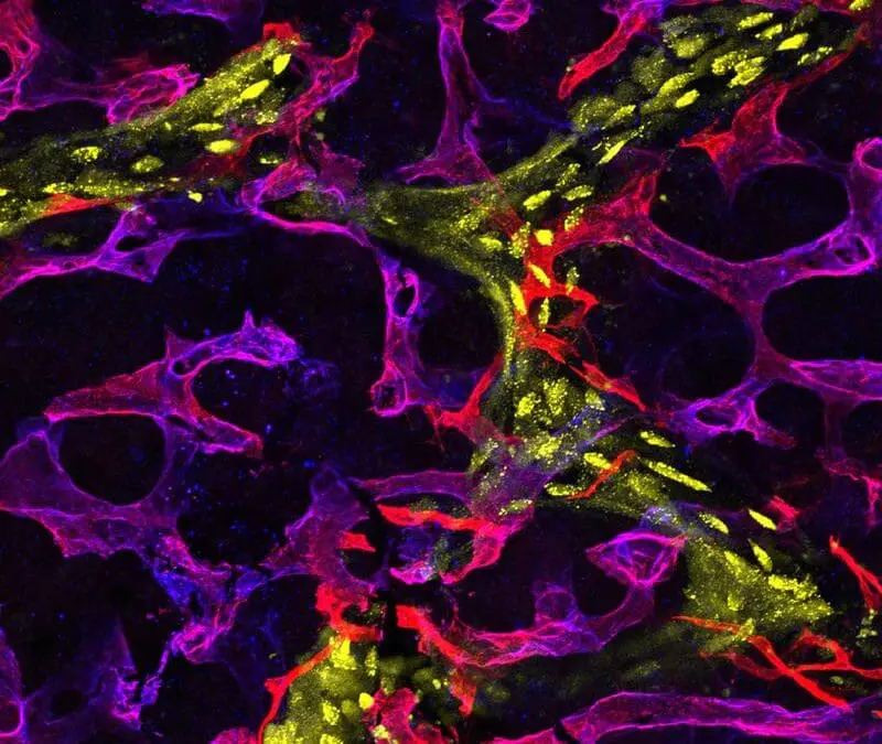 Max-Planck Forscher entdecken dritten vaskulären Akteur des Knochenumbaus