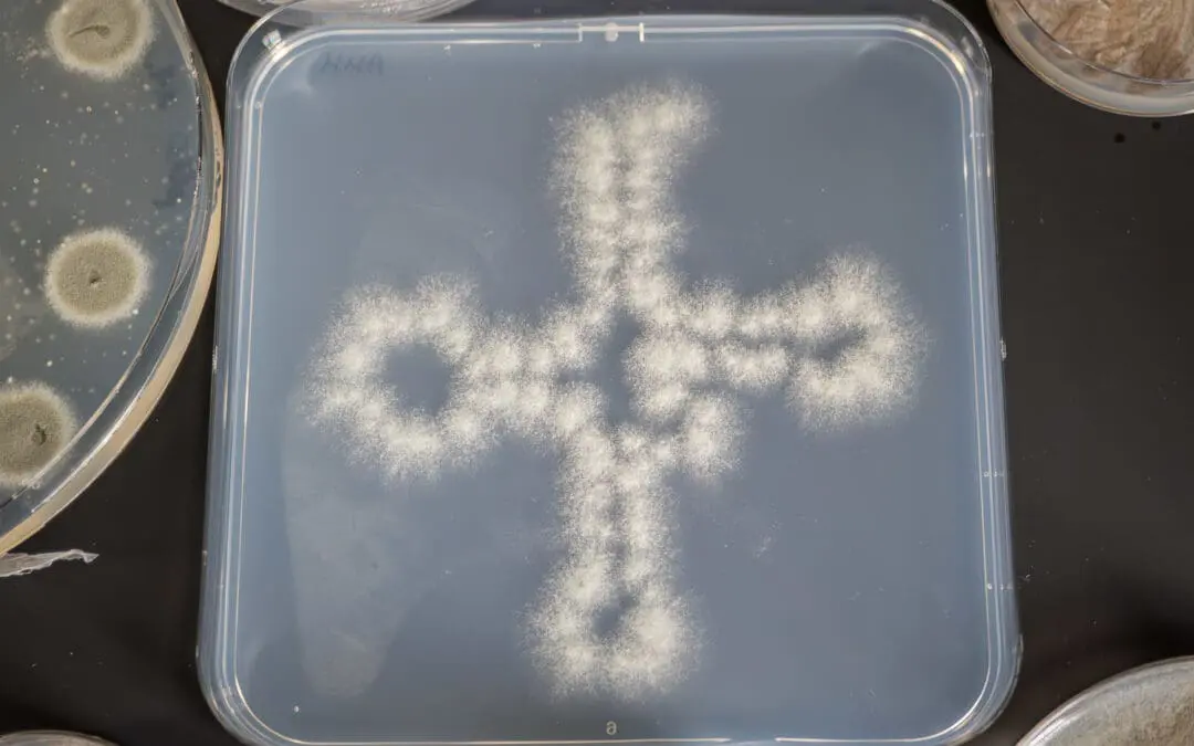 Kenntnis um Abwehrmechanismen von Pilzen kann zu neuen Therapien von Mykosen führen