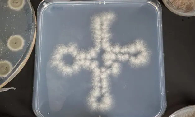 Kenntnis um Abwehrmechanismen von Pilzen kann zu neuen Therapien von Mykosen führen