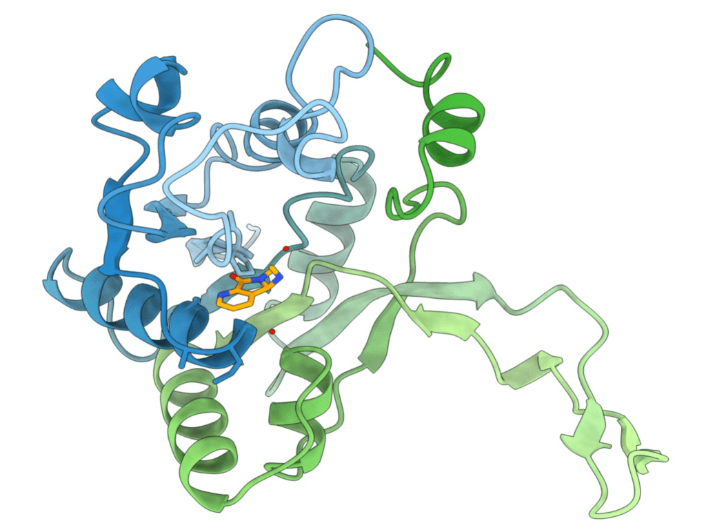 3D-Modell der Interaktion zwischen dem Enzym IspD aus Pseudomonas aeruginosa und einem der entwickelten Inhibitoren. (Credits: HIPS/Diamanti)