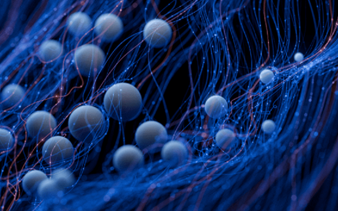 Embryonalentwicklung: Zellen nutzen elektrische Felder zum Wandern