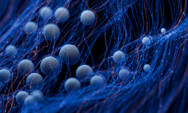 Embryonalentwicklung: Zellen nutzen elektrische Felder zum Wandern