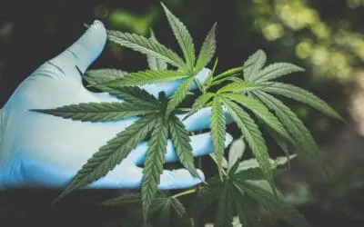 CBD in Lebensmitteln: Viel Hype, wenig Nutzen, echte Risiken