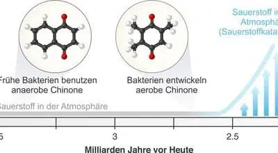 Methylplastochinon schreibt Geschichte der Atmung neu