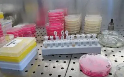 Forschende analysieren Chikungunya-Ausbrüche, um Vorhersagen und Impfstoffentwicklung zu verbessern