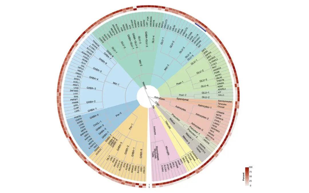 Zellatlas des menschlichen Hypothalamus könnte Entwicklung neuer Medikamente revolutionieren