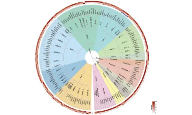 Zellatlas des menschlichen Hypothalamus könnte Entwicklung neuer Medikamente revolutionieren