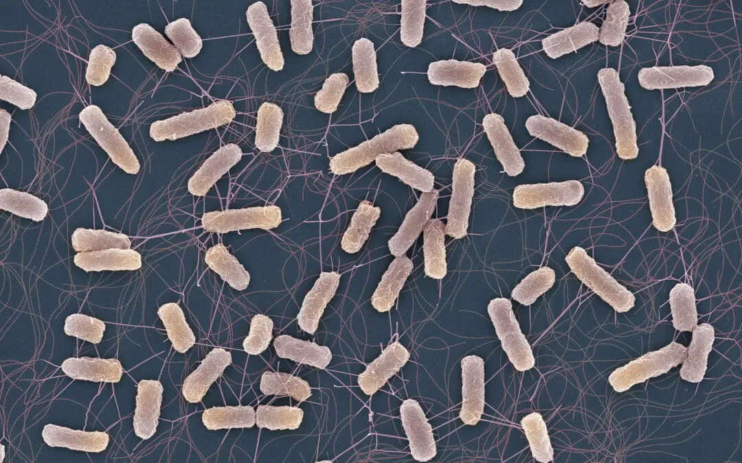 Schweizer Studie: Antibiotika können auch bei nicht-resistenten Keimen unwirksam sein