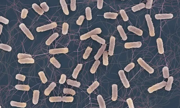 Schweizer Studie: Antibiotika können auch bei nicht-resistenten Keimen unwirksam sein