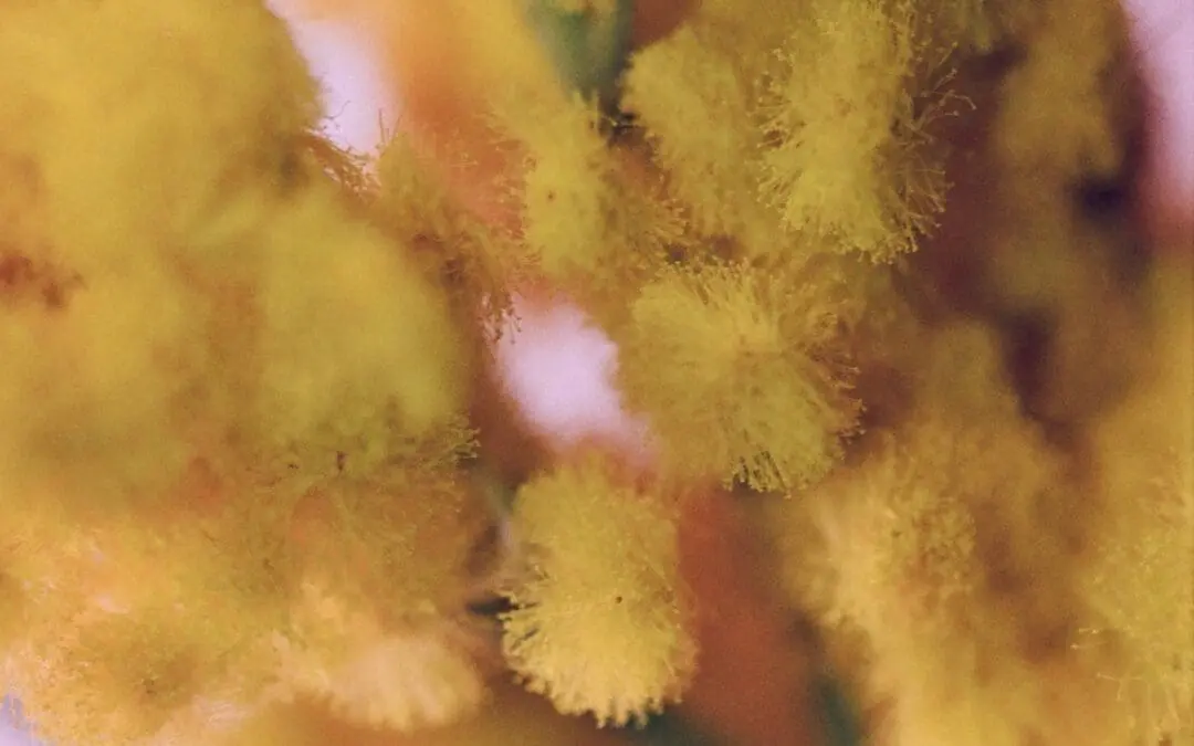 Beta-Glucane sind vielversprechende Adjuvanzien für die Allergiebehandlung