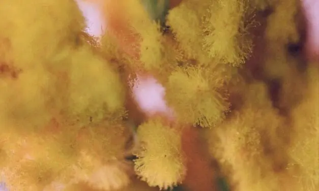 Beta-Glucane sind vielversprechende Adjuvanzien für die Allergiebehandlung