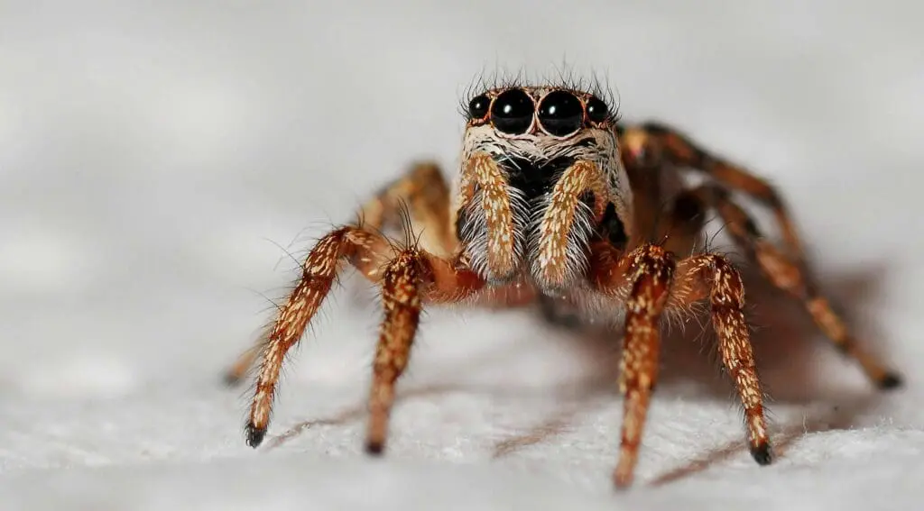 Schätzungen zufolge leiden etwa fünf Prozent der deutschen Bevölkerung an einer ausgeprägten Angst vor Spinnen (Arachnophobie). Das entspricht rund vier Millionen Menschen. (Credits: pixabay)
