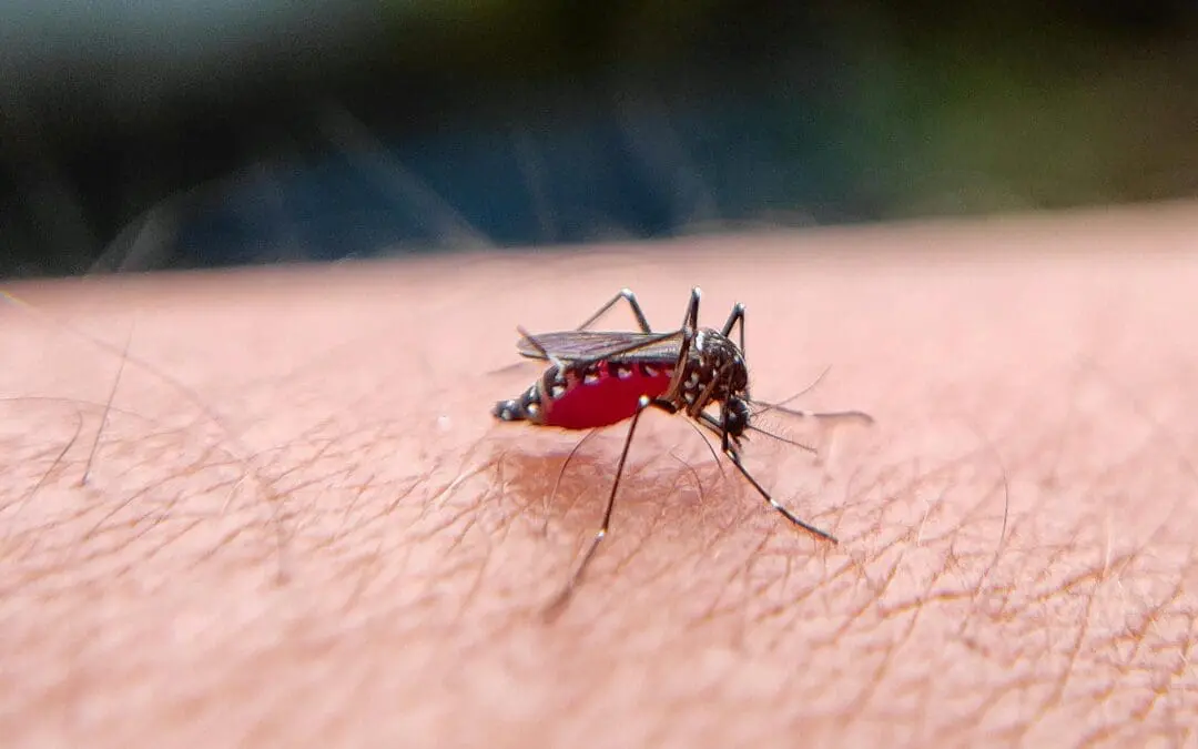Multinationale Forschergruppe entdeckt neue Klasse vielversprechender Malaria-Medikamente