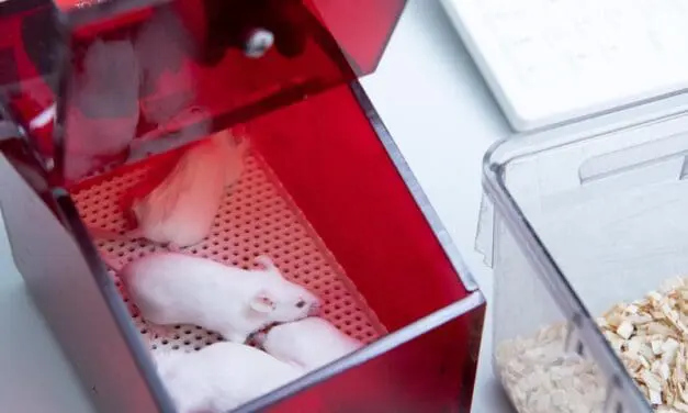 Revolution in der Medikamentenforschung: Mehr Antikörper, weniger Mäuse