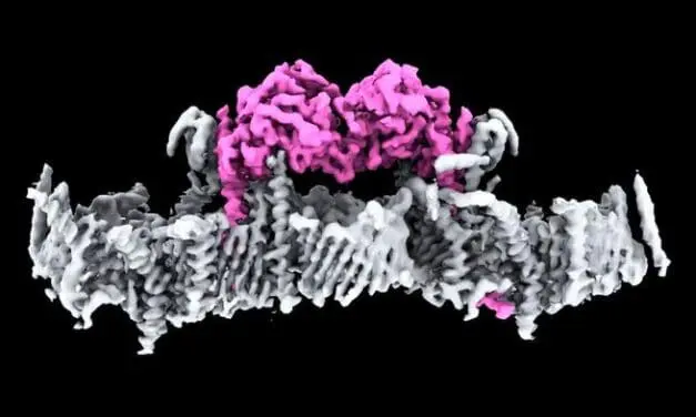 PINK1: Jahrzehntelanges Rätsel der Parkinson-Krankheit gelöst