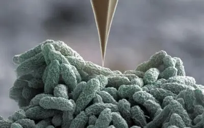 Verteidigungsfall: Bakterien wehren sich mit Nano-Harpunen gegen Angriffe