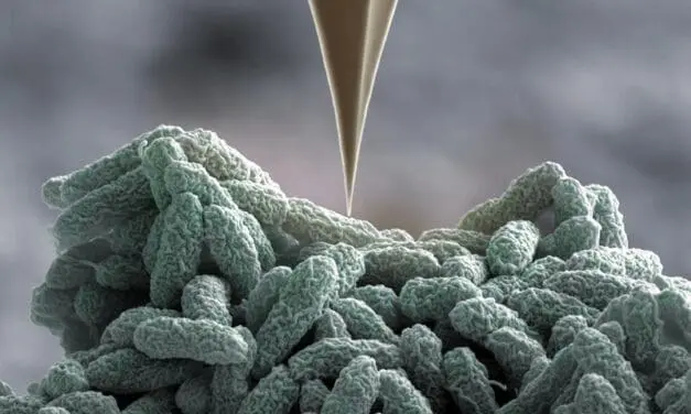 Verteidigungsfall: Bakterien wehren sich mit Nano-Harpunen gegen Angriffe