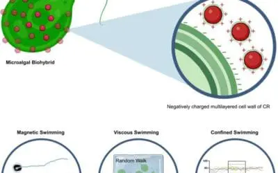 Biomedizin: Magnetische Mikroalgen können durch Flüssigkeiten steuern