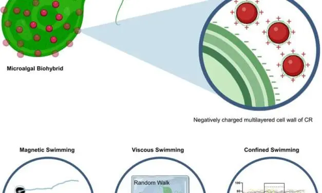Biomedizin: Magnetische Mikroalgen können durch Flüssigkeiten steuern