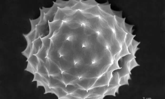 Pollenflug in Berlin: Charité bietet App für Allergiker an