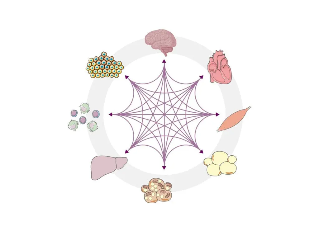 Fehlregulationen der komplexen Kommunikationsprozesse zwischen Organen wie Leber, Herz, Darm, Gehirn und dem Immunsystem beeinflussen die Entstehung von Krankheiten. (Credits: Maria Rohm/Helmholtz Munich/DZD/BioRender.com)