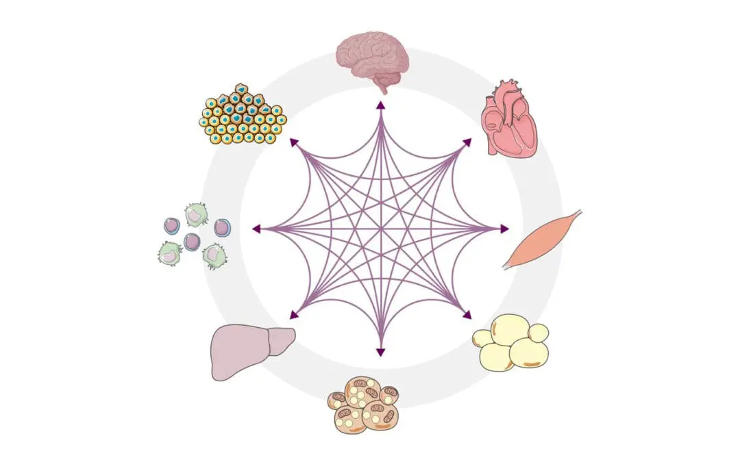Deutsche Zentren der Gesundheitsforschung widmen sich „Kommunikation“ der Organe