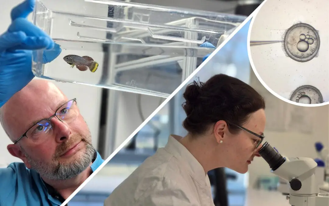 Alternsforschung: Leibniz-Institut in Jena bietet jetzt auch Externen Möglichkeiten zum Forschen am Killifisch