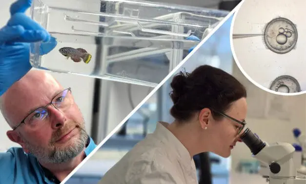 Alternsforschung: Leibniz-Institut in Jena bietet jetzt auch Externen Möglichkeiten zum Forschen am Killifisch