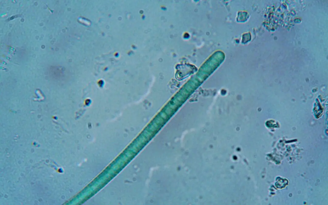 Blaualgen können die Herstellung von Chemikalien umweltfreundlicher machen