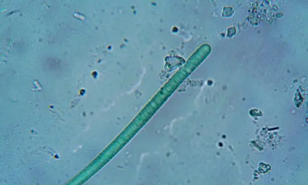 Blaualgen können die Herstellung von Chemikalien umweltfreundlicher machen