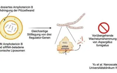Würzburger Forschungsteam erzielt Durchbruch gegen gefährlichen Schimmelpilz