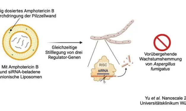 Würzburger Forschungsteam erzielt Durchbruch gegen gefährlichen Schimmelpilz