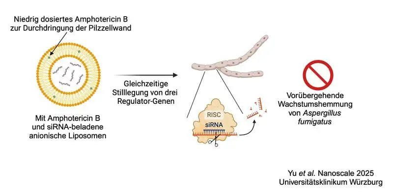 Graphische Zusammenfassung, wie anionische Liposomen mit kleinen interferierenden RNAs (siRNAs) und niedrig dosiertem Amphotericin B beladen in die Pilzzelle eindringen und dort gezielt drei wichtige Gene hemmen, die für das Pilzwachstum notwendig wären | Copyright: Yu et al, Nanoscale 2025