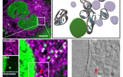 Schadhafte Mitochondrien aktivieren eigenes Recyclingsystem