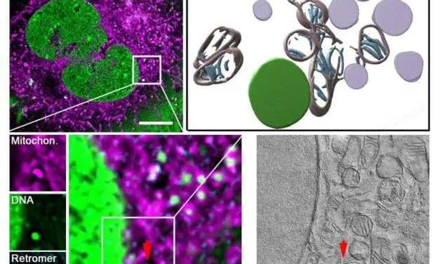 Schadhafte Mitochondrien aktivieren eigenes Recyclingsystem