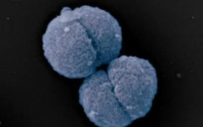 Neues Antibiotikum: Per Selbstmord gegen Gonorrhö