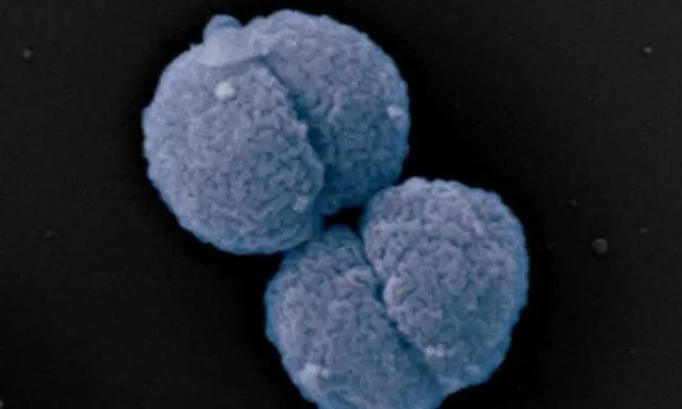 Neues Antibiotikum: Per Selbstmord gegen Gonorrhö