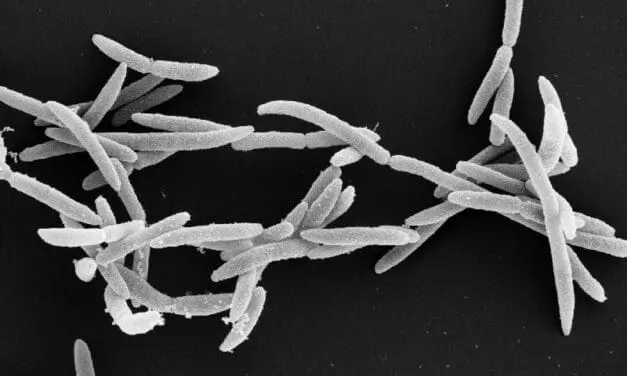 HIRI-Forschende identifizieren neuartige Verbindung gegen Tumor-assoziierte Fusobakterien