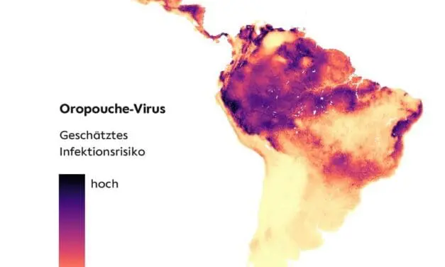 Oropouche-Virus in Lateinamerika weiter verbreitet als bisher bekannt