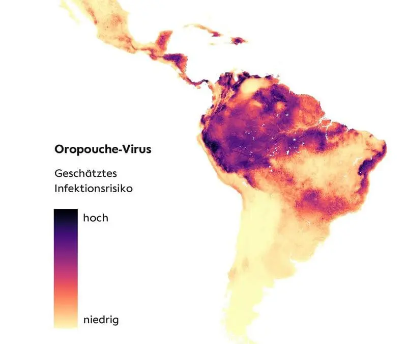 Oropouche-Virus in Lateinamerika weiter verbreitet als bisher bekannt
