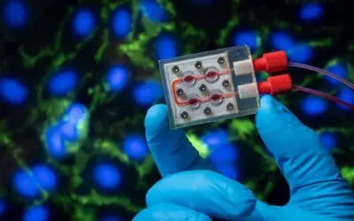 CELLenger: Dynamische Kultivierung von Zellen soll Blutfluss simulieren