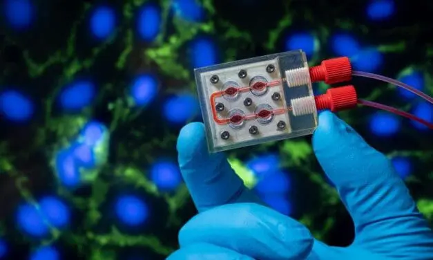 CELLenger: Dynamische Kultivierung von Zellen soll Blutfluss simulieren