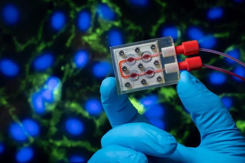 In diesem System werden Zellen unter Fluss, dreidimensional in einem Biogel kultiviert. Ein solches System könnte in den CELLenger später integriert werden | Quelle: Julia Thurner-Irmler | Copyright: Universität Augsburg