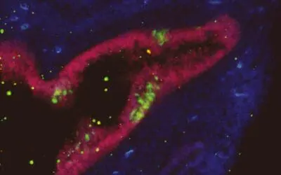 VORGESTELLT: Wie Max-Planck-Forscher Hans Schöler neurale Stammzellen außerhalb des Zentralen Nervensystems (ZNS) entdeckte