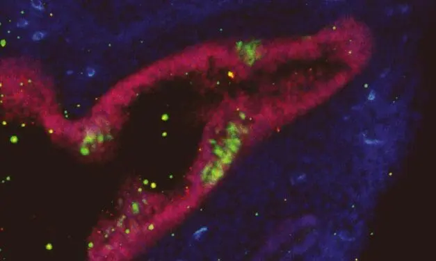 VORGESTELLT: Wie Max-Planck-Forscher Hans Schöler neurale Stammzellen außerhalb des Zentralen Nervensystems (ZNS) entdeckte